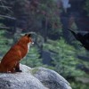 Spirit of the North 2 Xbox Series X|S CD Key Spirit of the North 2 Xbox Series X|S CD Key