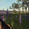 theHunter: Call of the Wild - Modern Rifle Pack DLC EU PC Steam CD Key