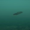 Ultimate Fishing Simulator - Taupo Lake DLC Steam CD Key