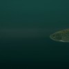 Ultimate Fishing Simulator - Taupo Lake DLC Steam CD Key