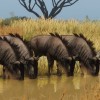Planet Zoo - Grasslands Animal Pack DLC Steam CD Key Planet Zoo - Grasslands Animal Pack DLC Steam CD Key