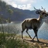theHunter: Call of the Wild - Emerald Coast Australia DLC EU PC Steam CD Key theHunter: Call of the Wild - Emerald Coast Australia DLC EU PC Steam CD Key