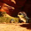 ARK: Survival Ascended UK Xbox Series X|S / PC CD Key ARK: Survival Ascended UK Xbox Series X|S / PC CD Key