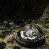 ARK: Survival Evolved EU Nintendo Switch CD Key  ARK: Survival Evolved EU Nintendo Switch CD Key
