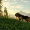 theHunter: Call of the Wild - Bloodhound DLC EU PC Steam CD Key